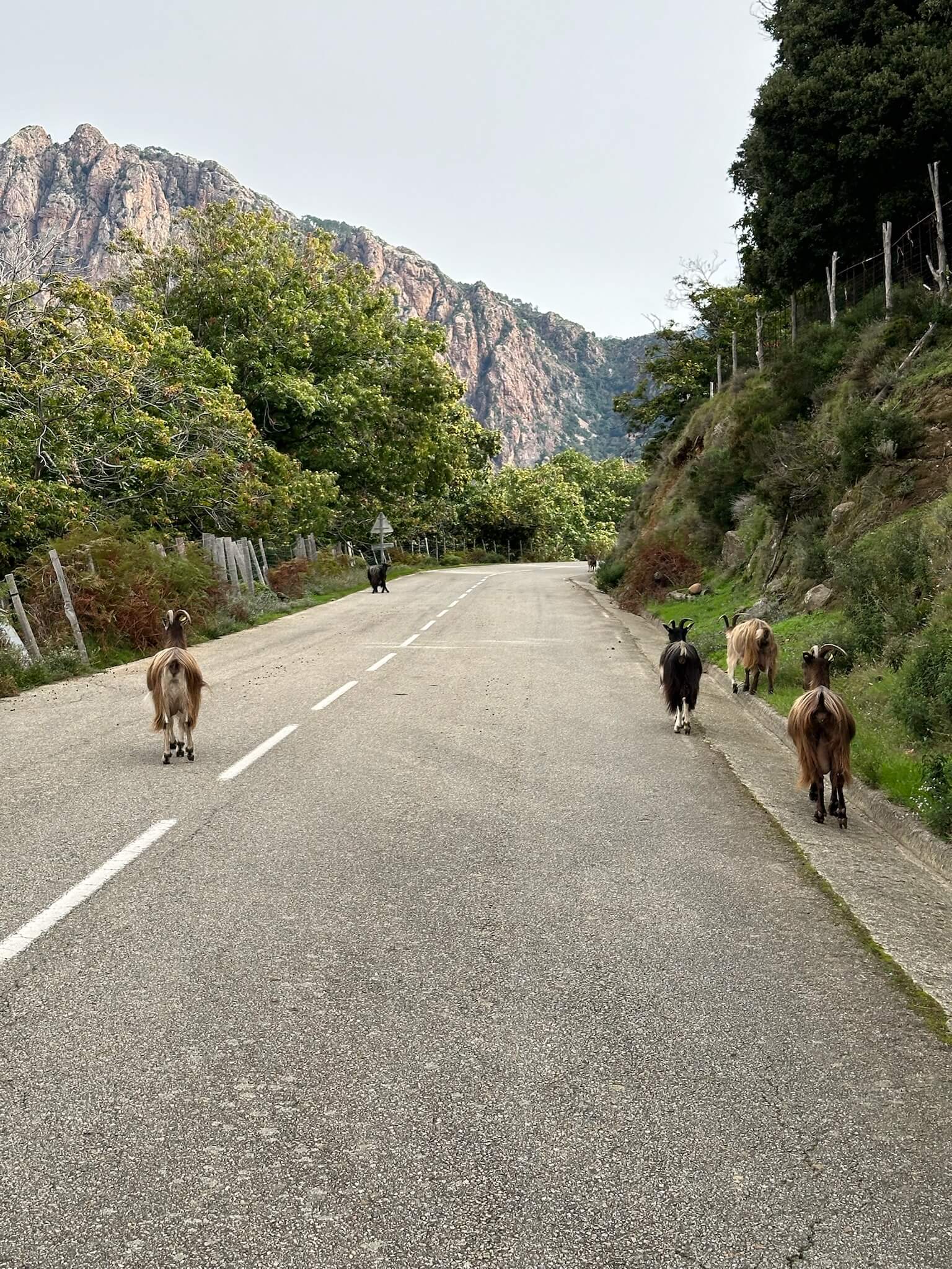 Corsica-Peak&Coast Cycling Camp