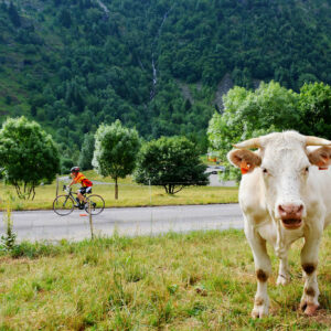 Cycliste croisant une vache dans le col du Sabot lors d'un séjour vélo dans les Alpes française